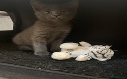 Russian Blue cats for sale: Russian blue x Ragdoll boy kitten  - Image 4