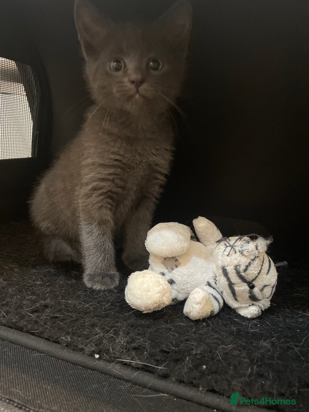 Russian Blue cats for sale: Russian blue x Ragdoll boy kitten  - Image 4