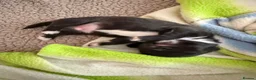 Chihuahua dogs for sale: Beautiful Chihuahua Boys 🐾 - Advert 11