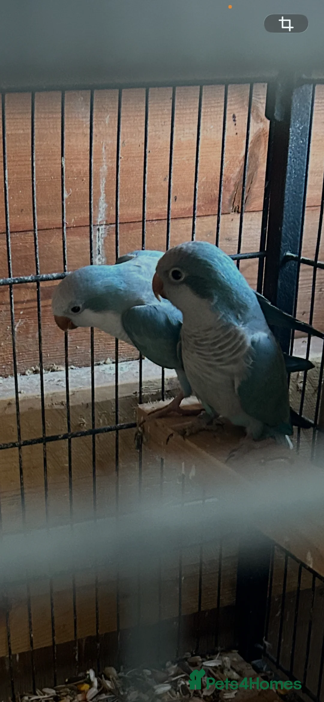 Parakeets birds for sale: Conure and Quaker parrot  - Advert 7
