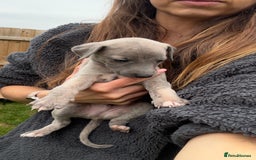 Whippet dogs for sale: OUTSTANDING PRESTIGIOUS LAGUNA BLUE WHIPPETS! KC - Image 30