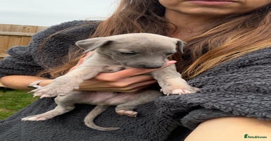 Whippet dogs - Advert 7