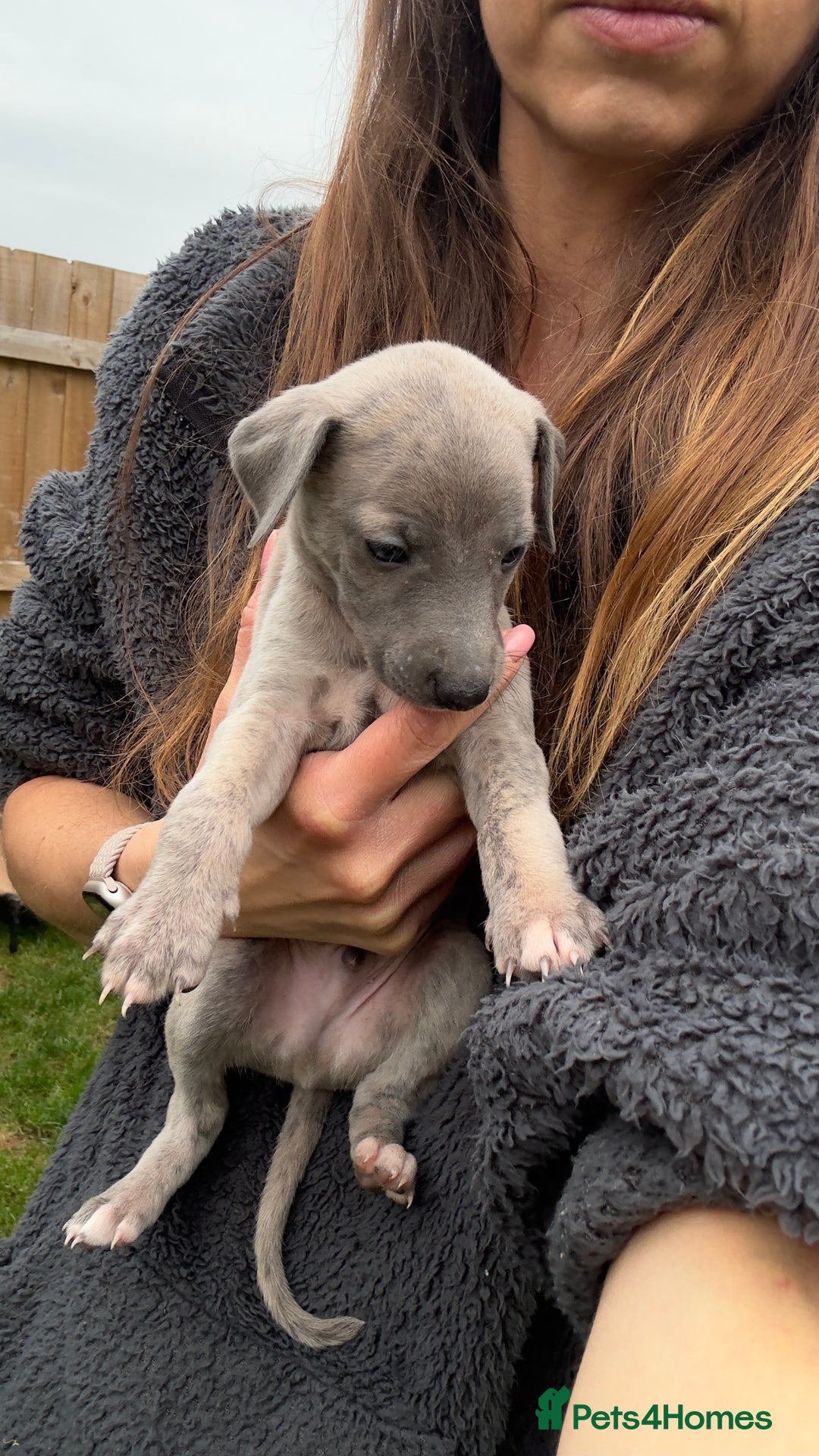 Whippet dogs for sale: OUTSTANDING PRESTIGIOUS LAGUNA BLUE WHIPPETS! KC - Image 30