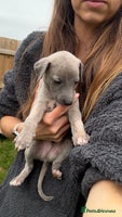 Whippet dogs - Advert 12