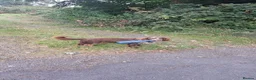 Cocker Spaniel dogs for sale: 14 month female cocker spaniel  in Cleator Moor - Advert 3