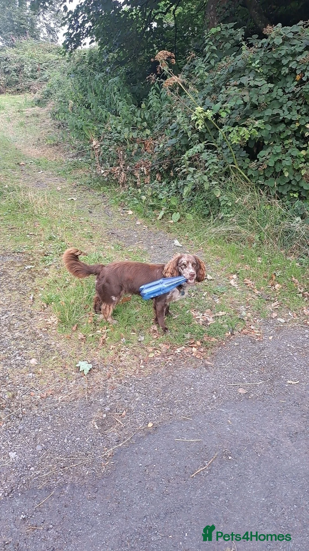 Cocker Spaniel dogs for sale: 14 month female cocker spaniel  in Cleator Moor - Advert 3