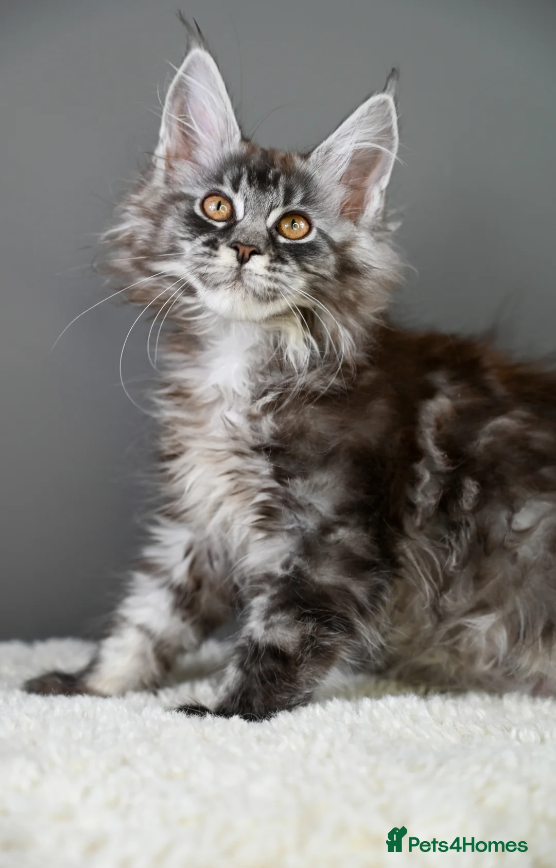 Maine Coon cats for sale: 🧬 STUNNING KITTENS - TICA REGISTERED 🎖️ - Advert 20