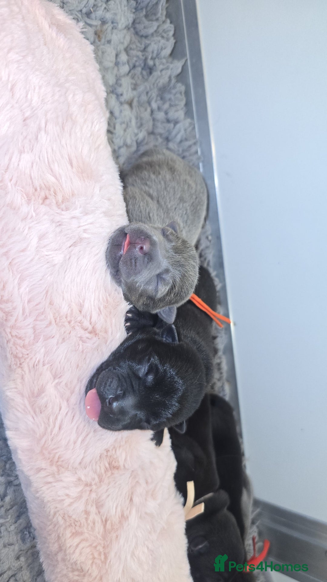 Mixed Breed dogs for sale: Chaffy puppies - Image 4