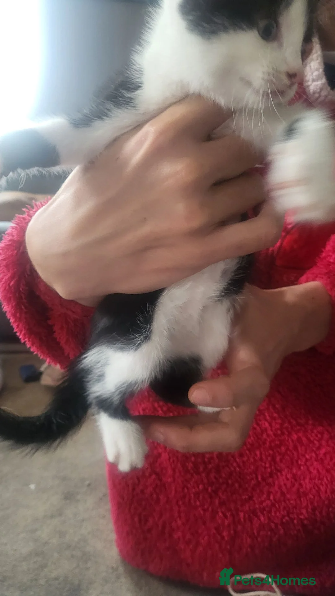 Mixed Breed cats for sale: 3 kittens available  - Advert 19