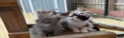 British Shorthair cats for sale: Beautiful British Shorthair Male Kittens 🐾 - Advert 12