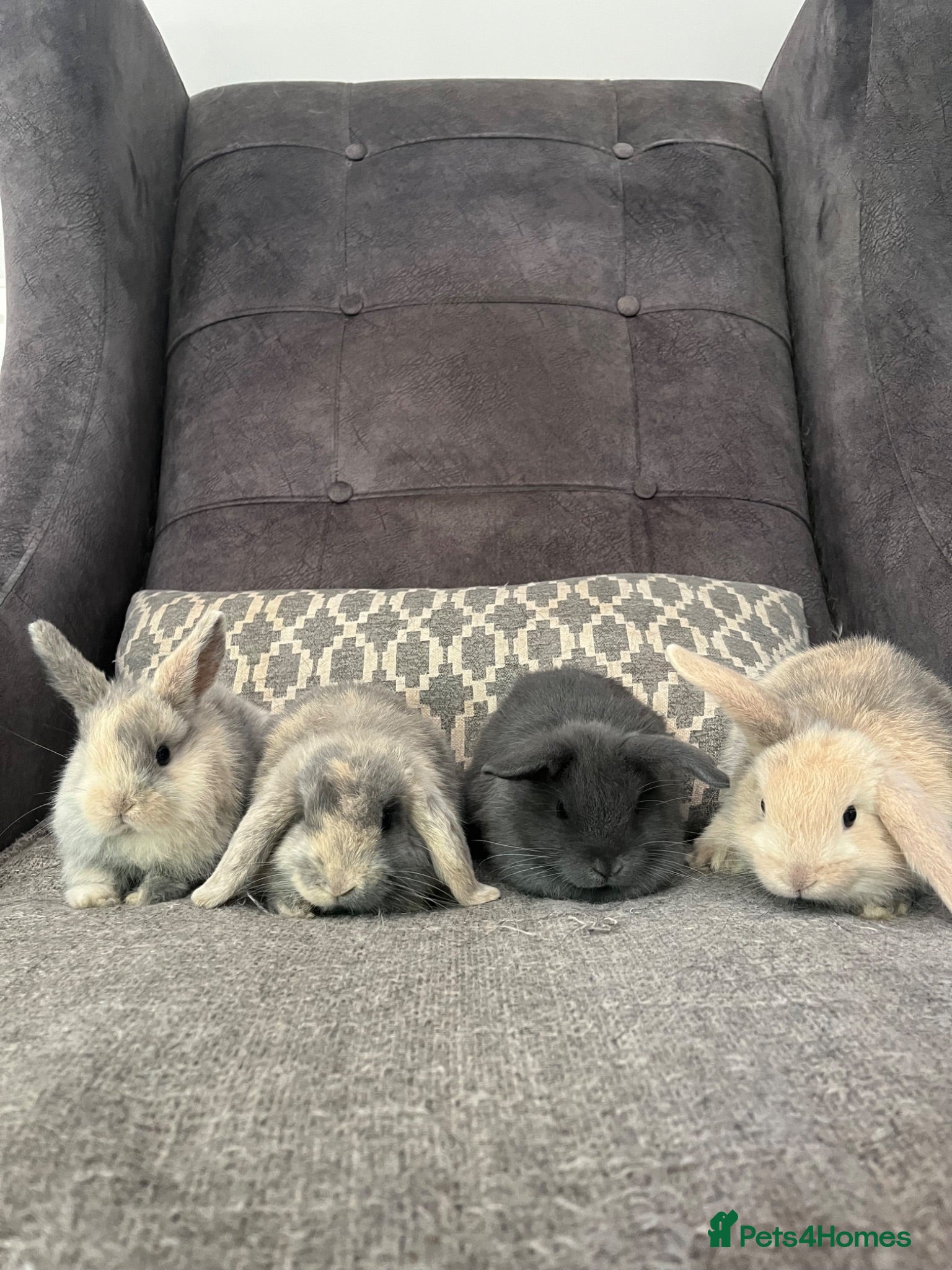 Mini Lop rabbits Mini lop bunnies for sale - Advert 1