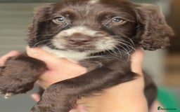 Cocker Spaniel dogs for sale: Cocker spaniel  - Image 5