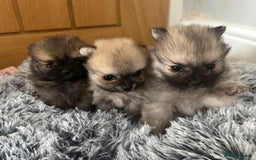 Pomeranian dogs for sale: Tiny Pomeranian puppies  - Image 1