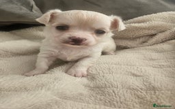 Chihuahua dogs for sale: Beautiful Chihuahua pups - Image 16