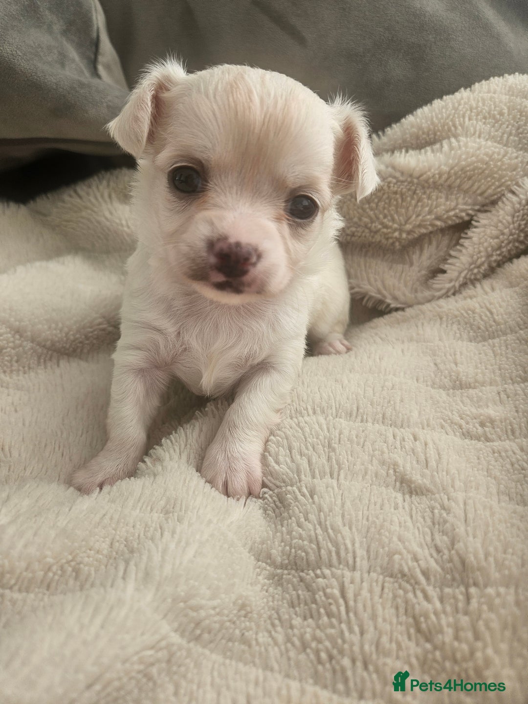 Chihuahua dogs for sale: Beautiful Chihuahua pups - Image 16