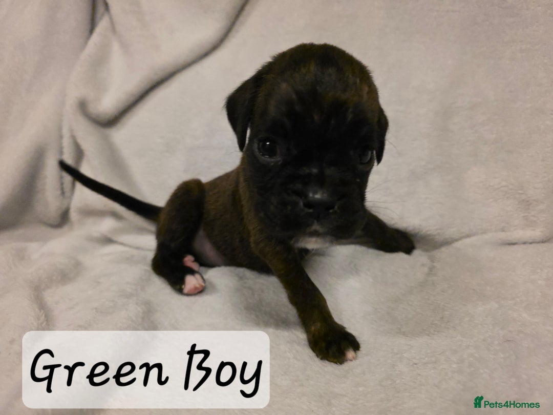 Boxer dogs for sale: Part European quality KC Reg Boxers - Advert 10