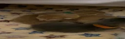Abyssinian cats for sale: Abyssinian Kittens 🐾 - Advert 8
