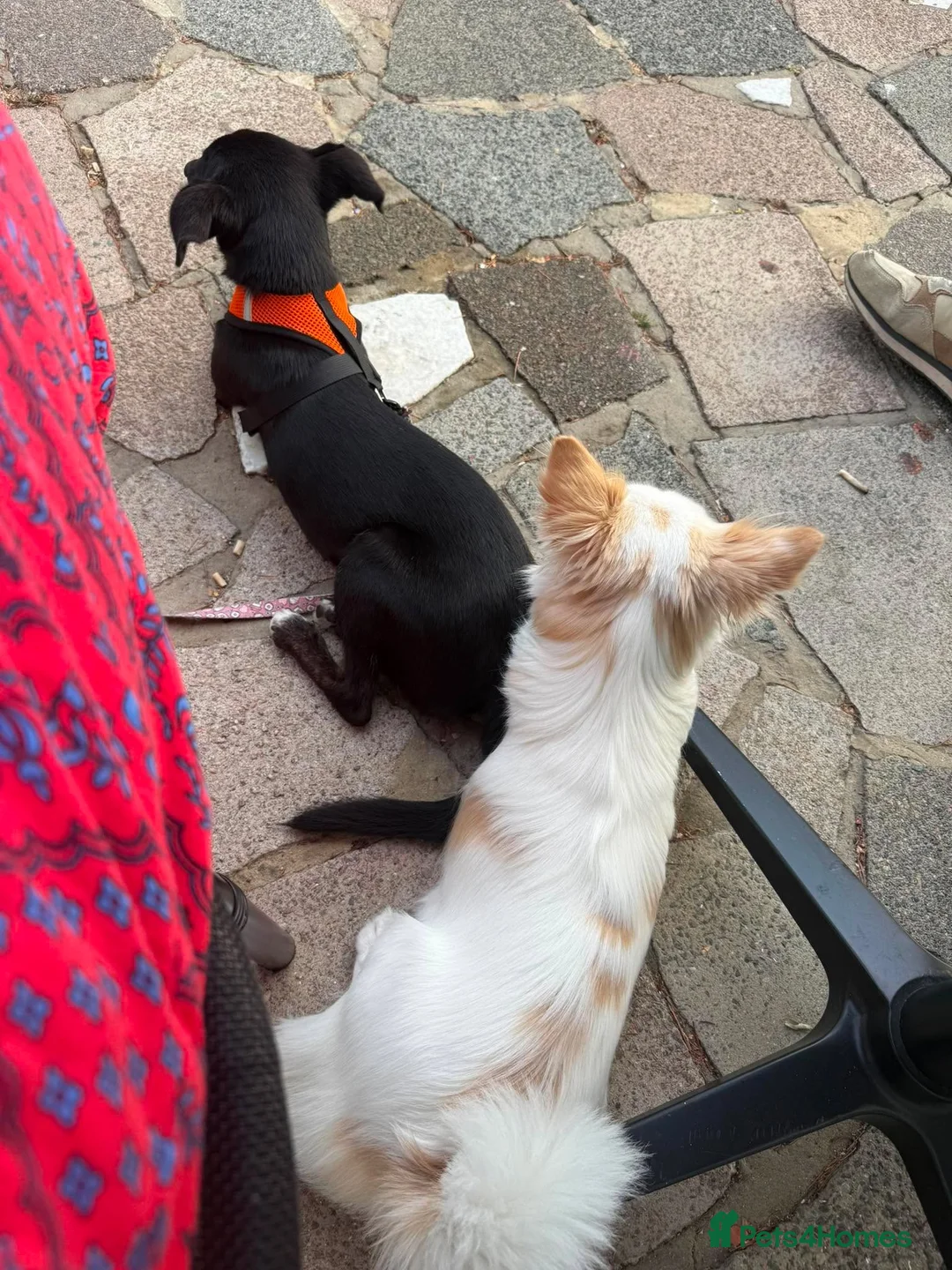 Mixed Breed dogs for adoption: Violet for adoption in Southend-on-Sea - Advert 2