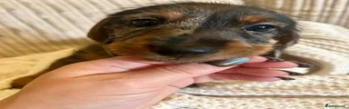 Miniature Dachshund Puppy 6