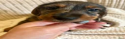 Miniature Dachshund dogs for sale: Miniature smooth hair x wire hair  - Advert 15