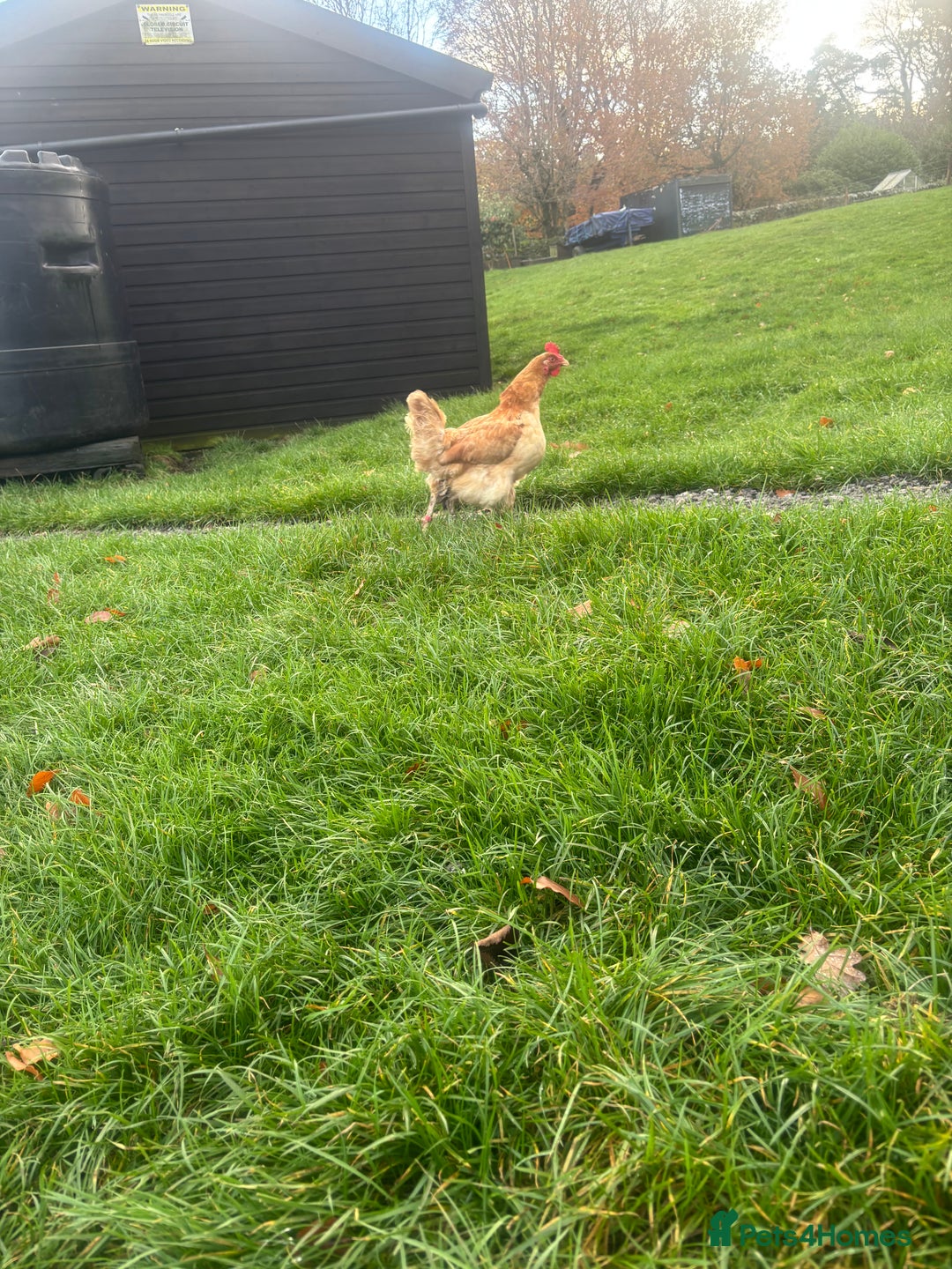 Chickens poultry for sale: Mixed breed chickens  - Image 3