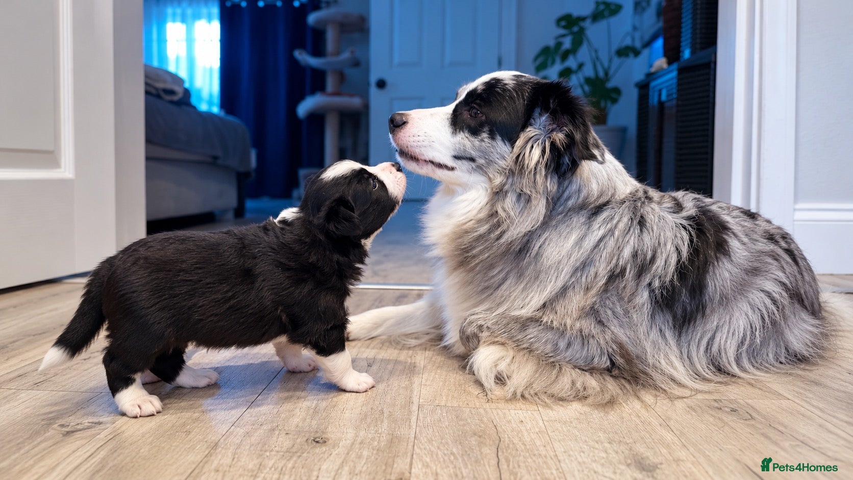 Border Collie dogs for sale: Beautiful Border Collie Puppies-KC Registered - Advert 2