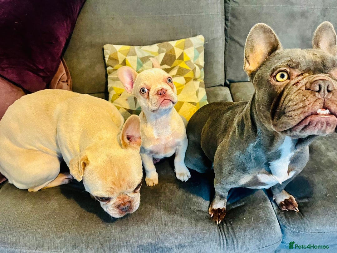 French Bulldog dogs for sale: Ebou x from highly tested Parents - Image 11