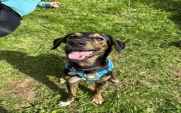 Mixed Breed dogs for adoption: Puppy Rina is waiting for you! - Image 4