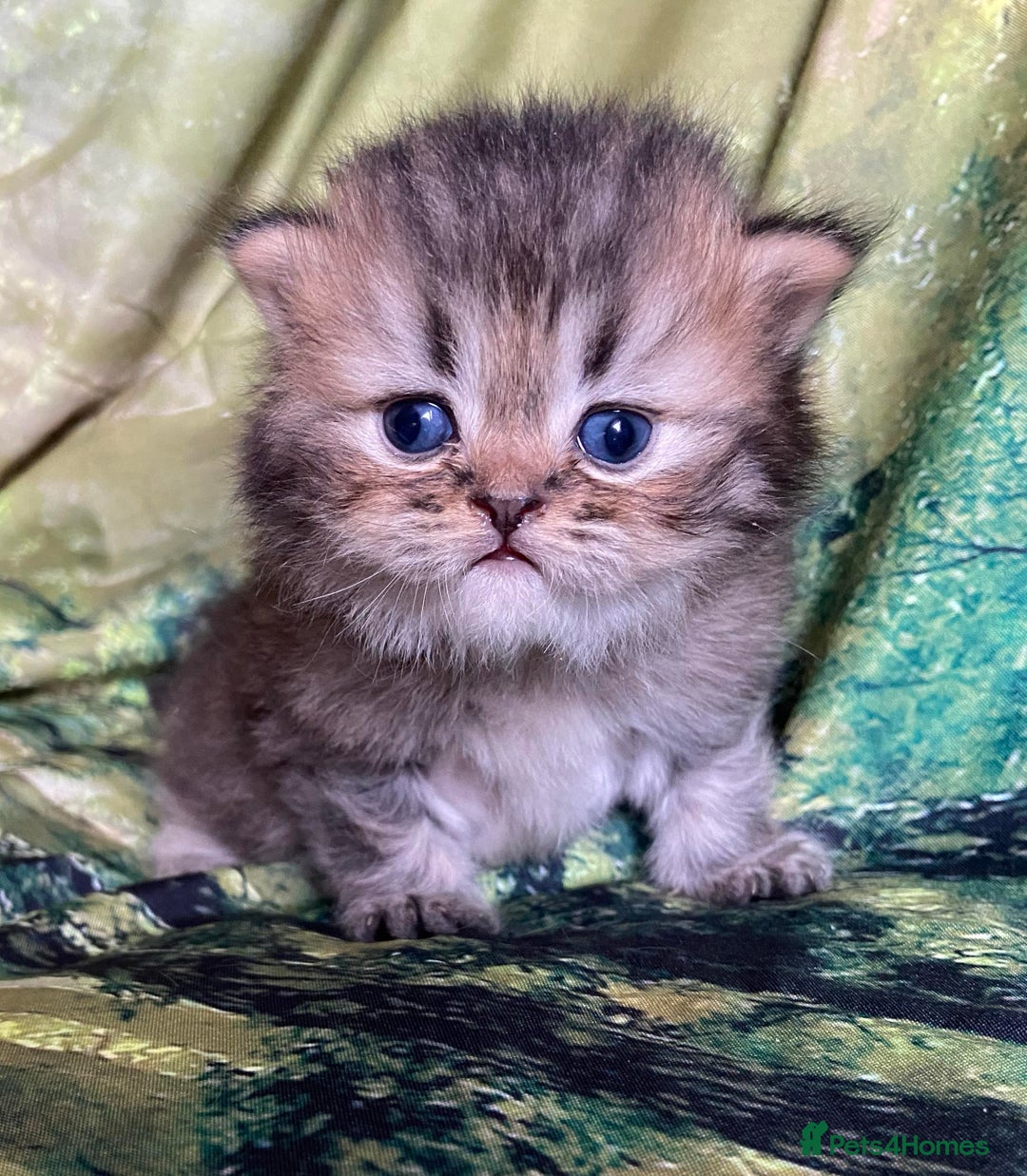 Persian cats for sale: Silver and golden chinchilla Persian kittens - Advert 11