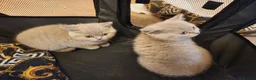 British Shorthair cats for sale: British shorthair kittens ready to leave now  - Advert 6