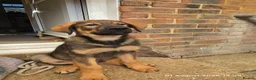 Mixed Breed dogs for sale: Stunning German Shepherd,Australian Kelpie Puppies in Littlehampton - Advert 9