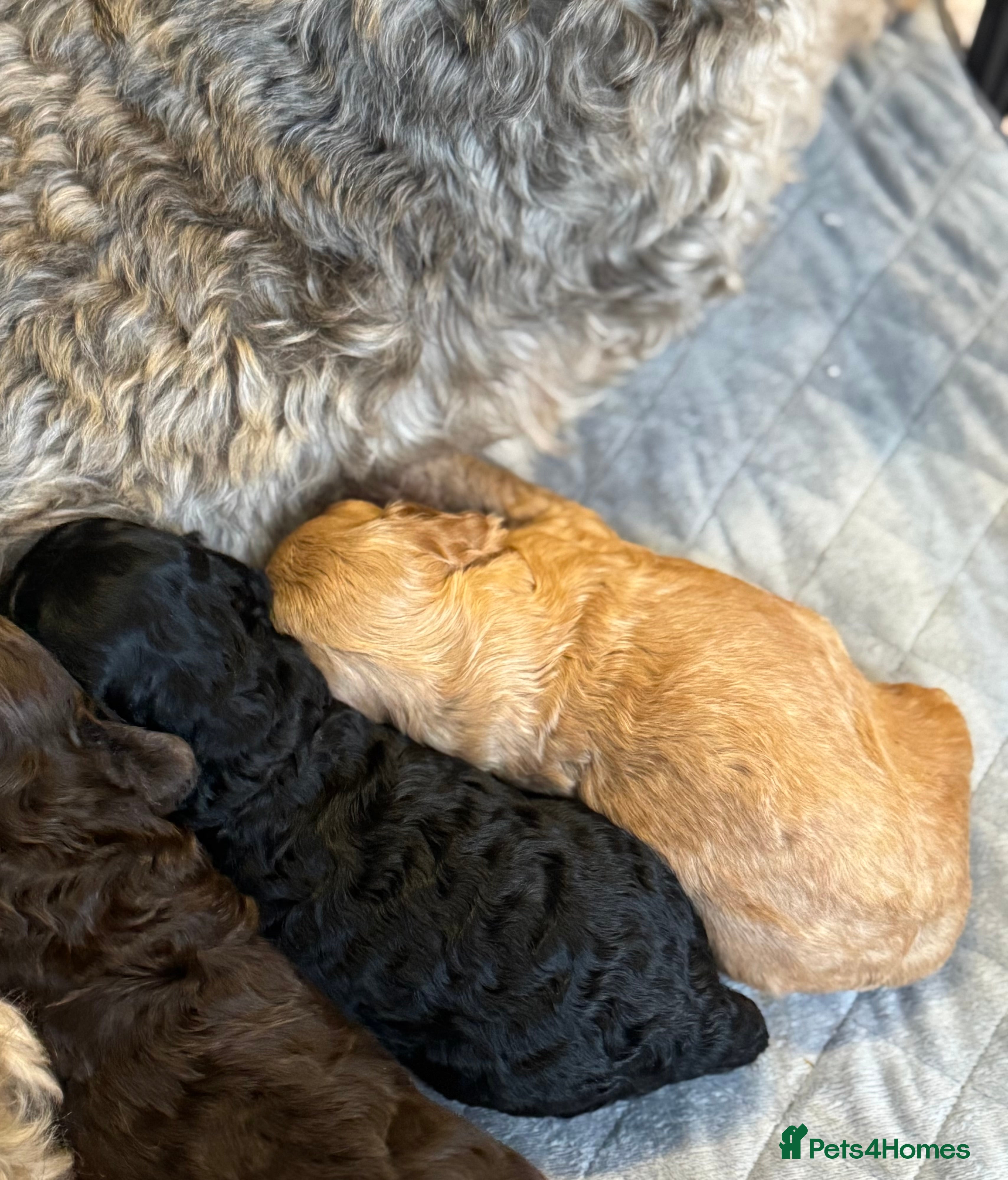 Cockapoo dogs 2 Beautiful F1bb toy cockapoos left - Advert 13