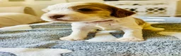 Cocker Spaniel dogs for sale: Stunning Cocker Spaniels  - Advert 5