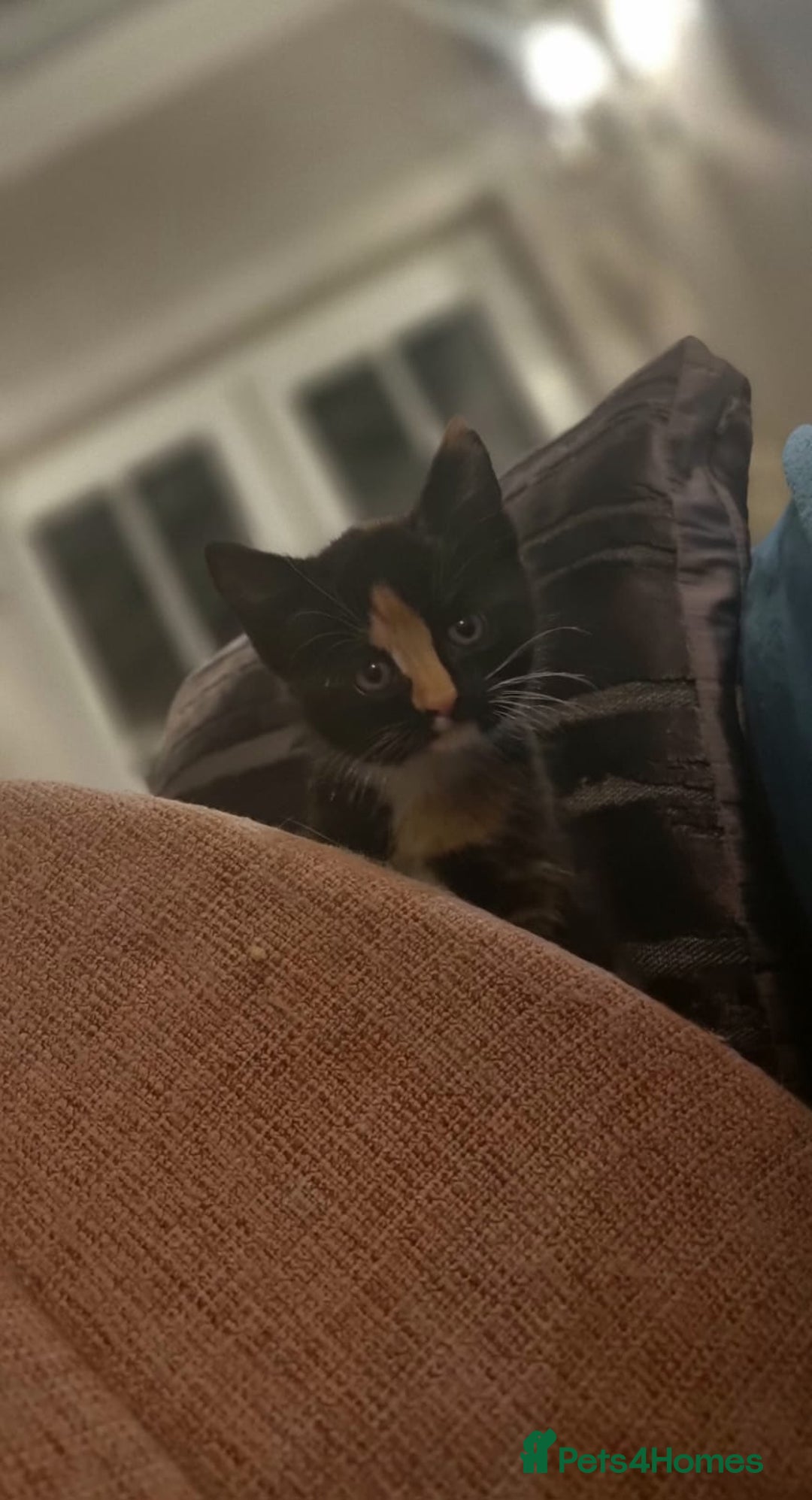 Turkish Angora cats for sale: Luxury Turkish Agora kittens for sale - Advert 11