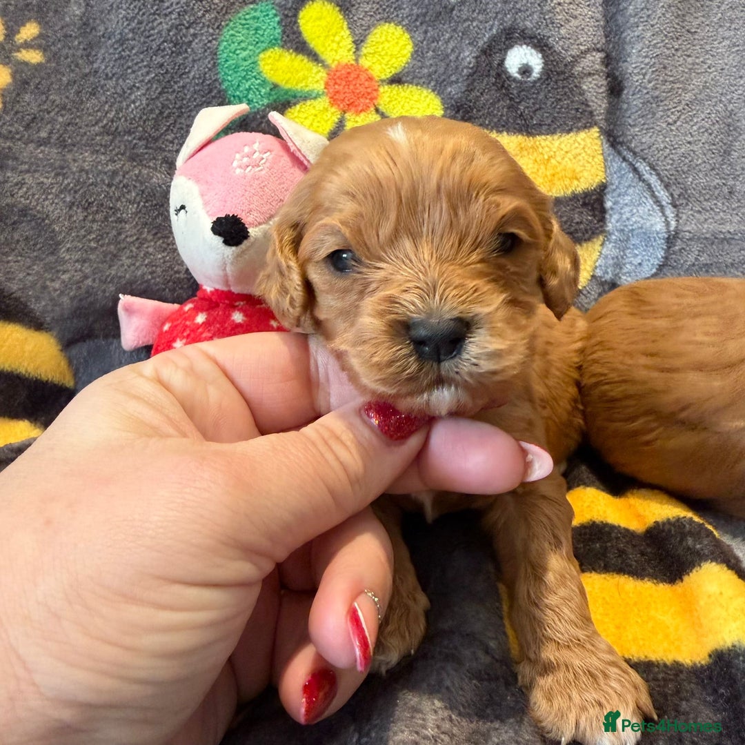 Cavapoo dogs for sale: Stunning F1 Cavapoo puppies - Advert 12
