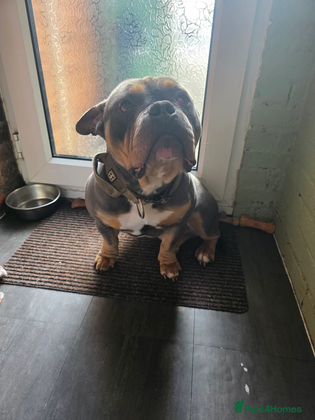 American Bully dogs for sale: Stunning Blue Pocket Bully!! - Advert 1