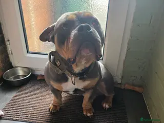 American Bully dogs Stunning Blue Pocket Bully!! - Advert 1