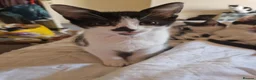 Mixed Breed cats for sale: Lovely kittens looking for forever homes - Advert 5