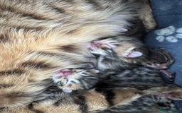 Bengal cats for sale: TICA Reg Bengal Kittens - Browns, Lynx & Mink - Image 32