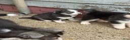 Siberian Husky dogs for sale: Puppies ready to go in London - Advert 9