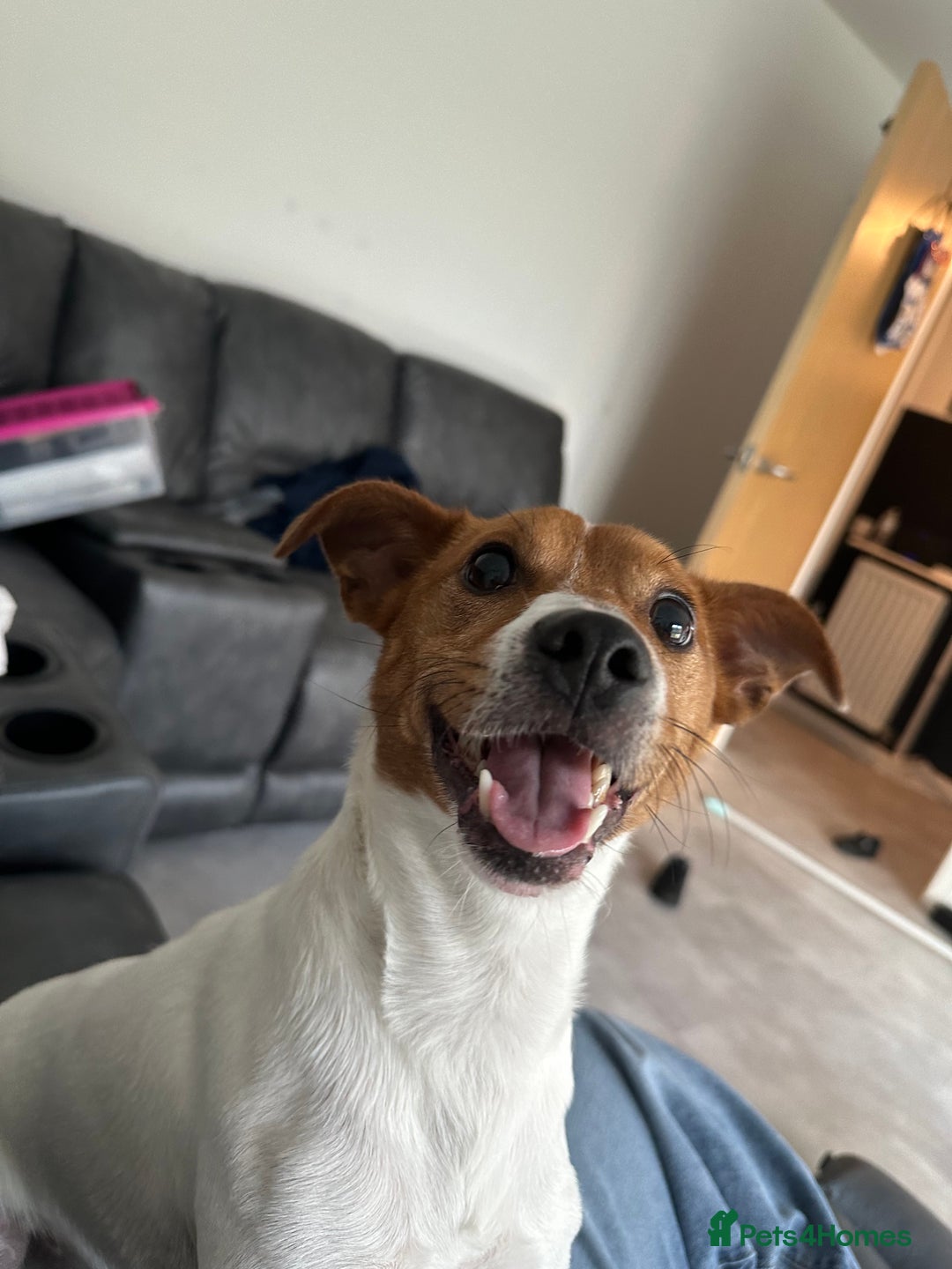 Jack Russell dogs for sale: 5yo male jack russell - Image 4