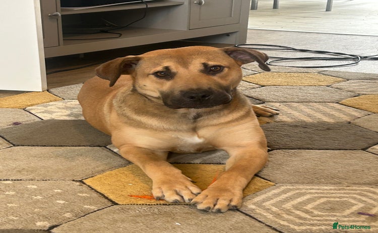 Mixed Breed dogs - Advert 2