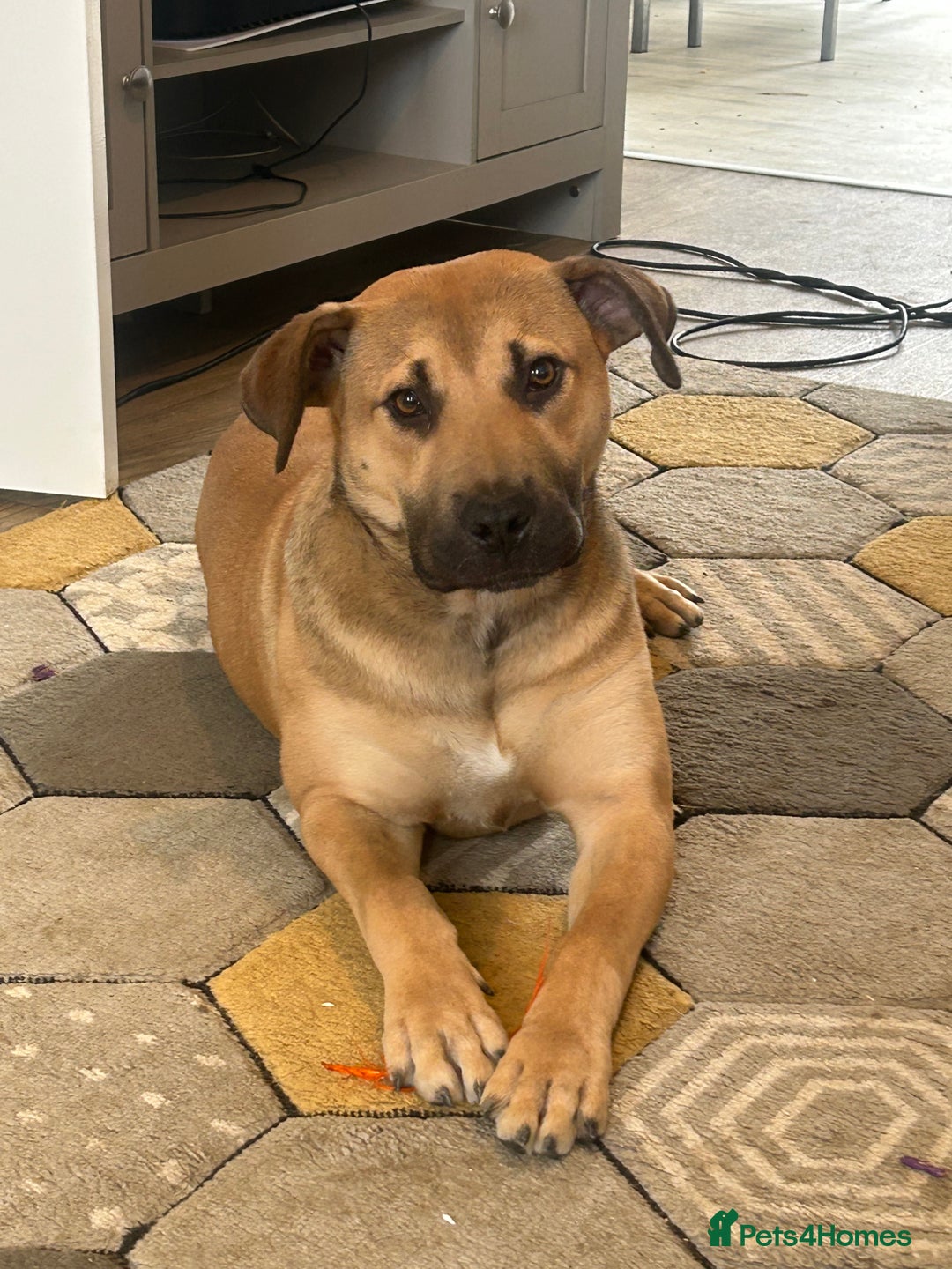 Boerboel Puppies for sale in England Pets4Homes