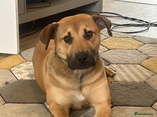 Mixed Breed dogs - Advert 11