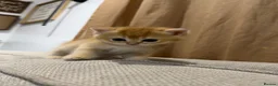 British Shorthair cats for sale: Golden British Shorthair Kittens - Advert 12
