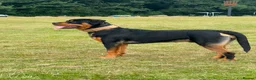 Rottweiler dogs for sale: 8mnth old Rottweiler  - Advert 2
