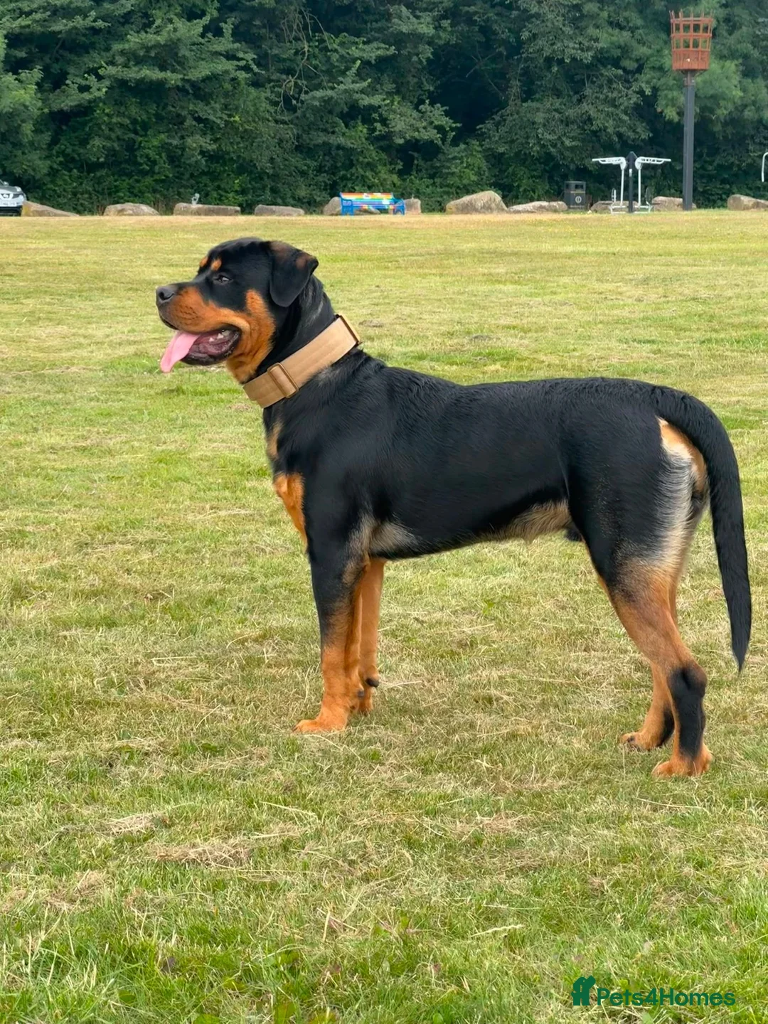Rottweiler dogs for sale: 8mnth old Rottweiler  - Advert 2