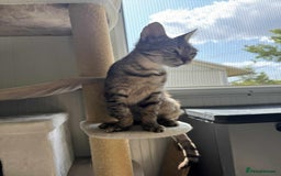Mixed Breed cats for adoption: Tessa the tabby. Norwich Norfolk  - Image 4
