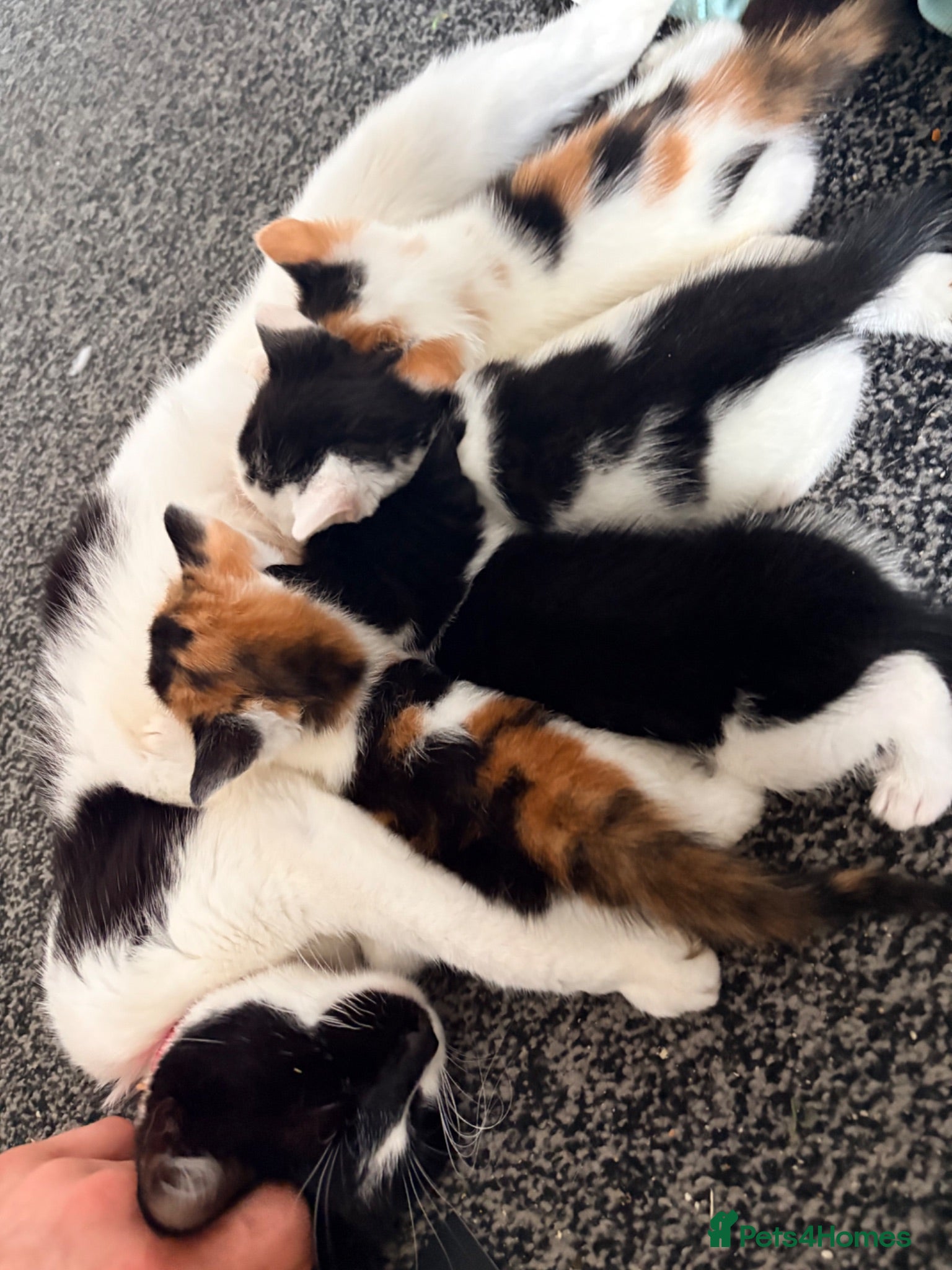 British Shorthair cats 4 beautiful kittens. - Advert 1