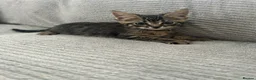 Maine Coon cats for sale: Kittens Looking for Their Forever Homes 🐾 - Advert 5